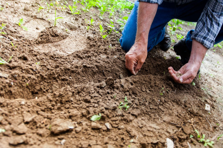 Person planting small plants in soil
